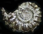 Polished, Agatized Douvilleiceras Ammonite - #29296-1